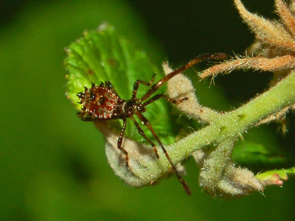 Un piccoletto in attesa di un nome: neanide di Coreidae